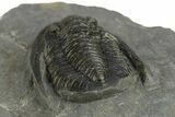 Diademaproetus Trilobite Fossil - Morocco #249894-5